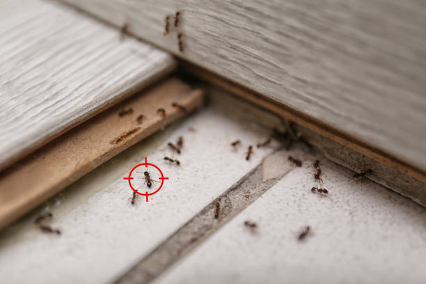 Pest Prevention Services in Freeport, IL